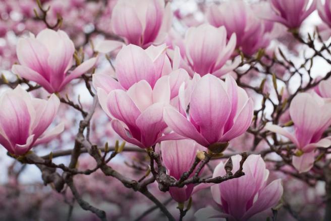 magnolia różowa